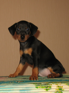 Photo №4. I will sell miniature pinscher in the city of Mogilyov. breeder - price - Negotiated