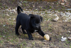 Additional photos: Xolo puppies in wool