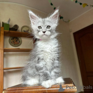 Photo №2 to announcement № 161608 for the sale of maine coon - buy in Belgium private announcement, breeder