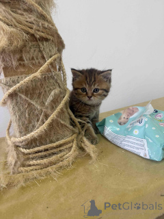 Photo №2 to announcement № 144408 for the sale of british shorthair - buy in Serbia 