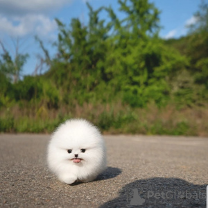 Photo №1. pomeranian - for sale in the city of Никосия | 634$ | Announcement № 69987