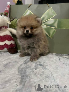 Photo №2 to announcement № 160867 for the sale of  - buy in Serbia 