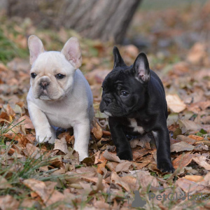 Additional photos: healthy French Bulldog puppies