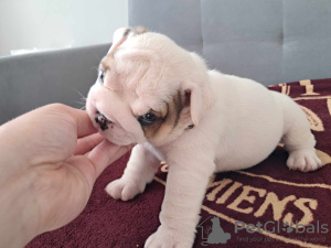 Additional photos: English bulldog fci