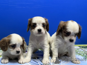 Photo №1. cavalier king charles spaniel - for sale in the city of Antalya | negotiated | Announcement № 169061