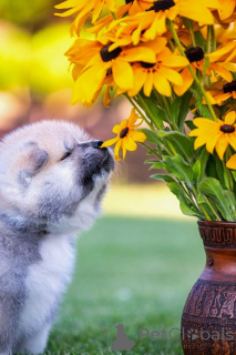 Photo №4. I will sell akita in the city of Alytus. breeder - price - 1882$