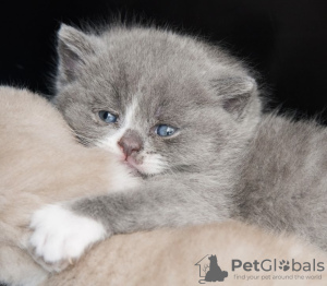 Photo №2 to announcement № 101762 for the sale of british shorthair - buy in Germany private announcement