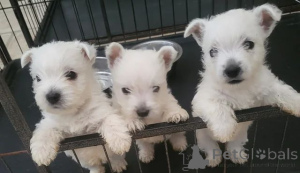 Photo №1. west highland white terrier - for sale in the city of BELFAST | 350$ | Announcement № 166522
