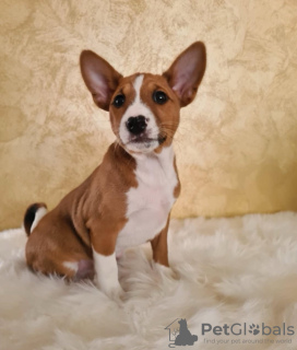 Photo №1. basenji - for sale in the city of Belgrade | negotiated | Announcement № 126814