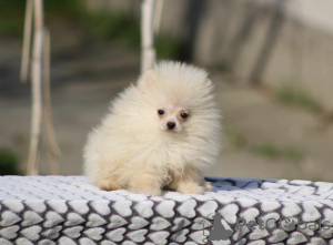 Additional photos: Beautiful Pomeranian puppies Boo