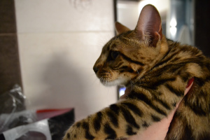 Photo №2 to announcement № 283 for the sale of bengal cat - buy in Ukraine private announcement, from nursery, from the shelter, breeder