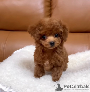 Photo №1. poodle (toy) - for sale in the city of Oslo | Is free | Announcement № 133596