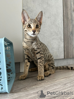 Photo №4. I will sell savannah cat in the city of Москва. from nursery - price - 5283$