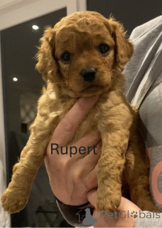 Photo №2 to announcement № 151110 for the sale of golden retriever - buy in Australia breeder