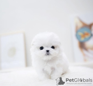 Photo №1. maltese dog - for sale in the city of Berlin | 264$ | Announcement № 98213
