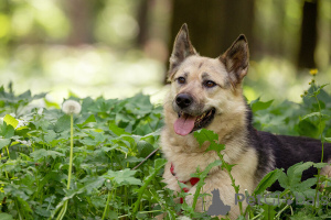 Photo №1. non-pedigree dogs - for sale in the city of Moscow river | Is free | Announcement № 149175