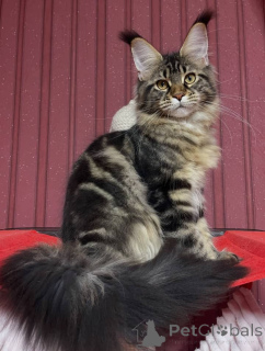 Photo №3. Maine Coon kittens. United States