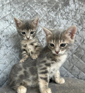 Photo №1. bengal cat - for sale in the city of Bocholt | 361$ | Announcement № 169542