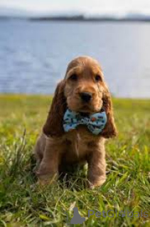 Photo №2 to announcement № 166966 for the sale of english cocker spaniel - buy in France private announcement, breeder