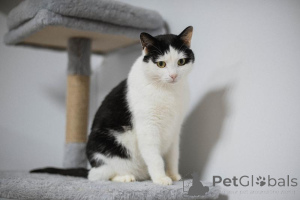 Photo №3. Affectionate cat John is looking for a family.. Russian Federation