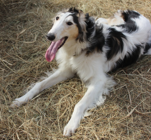 Photo №2 to announcement № 2577 for the sale of borzoi - buy in Russian Federation from nursery