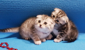 Photo №4. I will sell scottish fold in the city of Minsk. private announcement - price - 112$