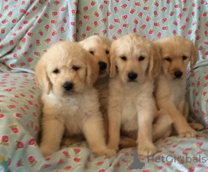 Photo №1. golden retriever - for sale in the city of Brussels | 450$ | Announcement № 171651