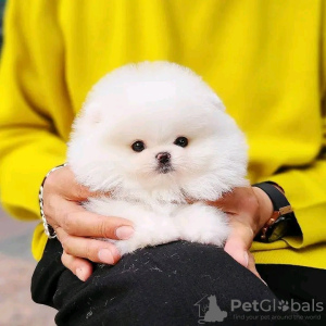 Photo №2 to announcement № 123036 for the sale of pomeranian - buy in Hungary private announcement