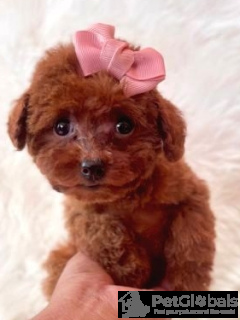 Photo №2 to announcement № 134287 for the sale of poodle (toy) - buy in United States 