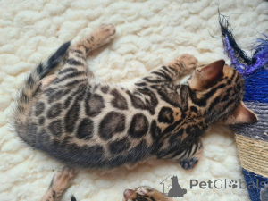 Photo №2 to announcement № 153207 for the sale of bengal cat - buy in Sweden private announcement