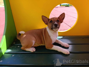 Photo №2 to announcement № 104968 for the sale of basenji - buy in Serbia breeder