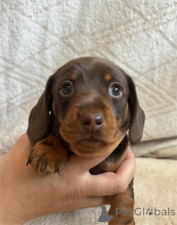 Photo №1. dachshund - for sale in the city of Bönnigheim | 329$ | Announcement № 153477