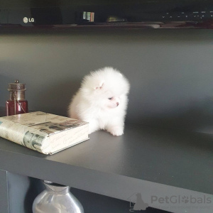 Photo №2 to announcement № 133859 for the sale of pomeranian - buy in Austria private announcement