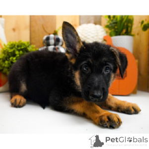 Photo №3. Pike German Shepherd Dog Male 10 weeks old Ready to go home. United States