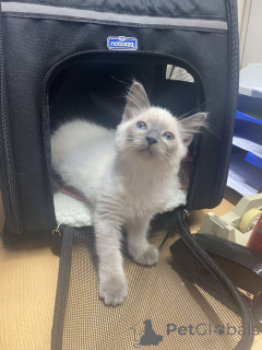 Photo №1. neva masquerade - for sale in the city of Ludwigsfelda | 329$ | Announcement № 148358