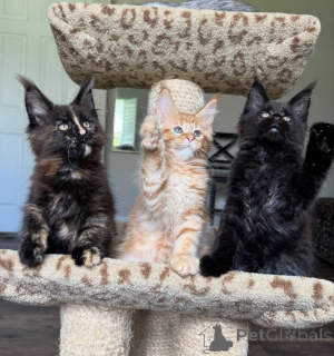 Photo №1. maine coon - for sale in the city of Amstetten | negotiated | Announcement № 168180