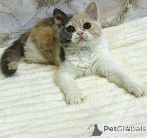 Photo №1. selkirk rex shorthair - for sale in the city of Innsbruck | 361$ | Announcement № 171178
