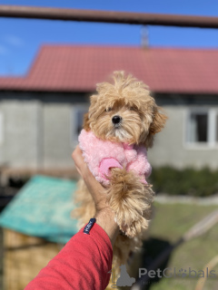 Photo №1. maltipu - for sale in the city of Krivoy Rog | 800$ | Announcement № 166530