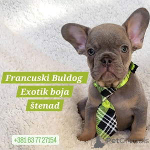 Photo №1. french bulldog - for sale in the city of Trstenik | negotiated | Announcement № 166709