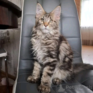 Photo №3. Healthy cute adorable Maine coon kittens available now for sell. Switzerland