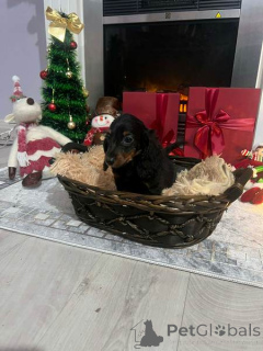 Photo №3. Mini long-haired dachshund puppies. Serbia