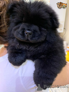 Photo №2 to announcement № 159424 for the sale of chow chow - buy in Belgium 