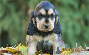 Photo №1. english cocker spaniel - for sale in the city of Vienna | 723$ | Announcement № 163855