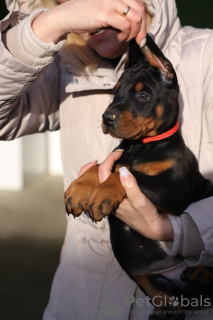Photo №2 to announcement № 91297 for the sale of dobermann - buy in Serbia breeder