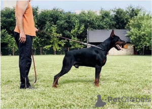 Additional photos: DOBERMAN puppies