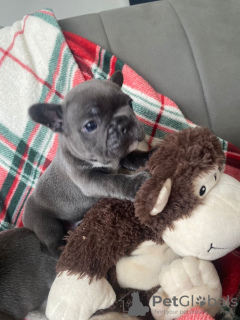 Photo №1. french bulldog - for sale in the city of Friggesby | 338$ | Announcement № 123464