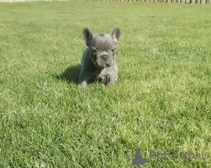 Photo №4. I will sell french bulldog in the city of Senta. breeder - price - negotiated