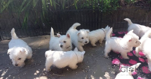 Photo №1. west highland white terrier - for sale in the city of Neumünster | 361$ | Announcement № 171447
