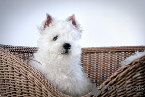 Photo №1. west highland white terrier - for sale in the city of Москва | 781$ | Announcement № 41876