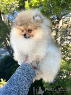 Additional photos: Pomeranian